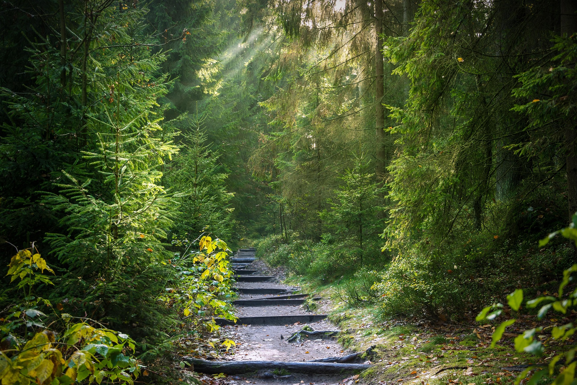 Waldpfad mit steinernen Stufen und Lichtstrahlen – Symbol für den inneren Weg zu sich selbst